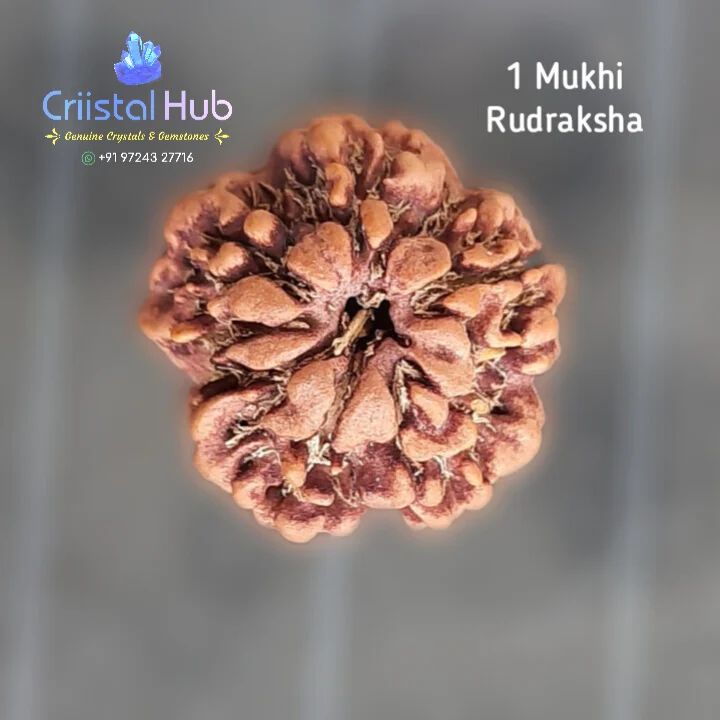 Rudraksh